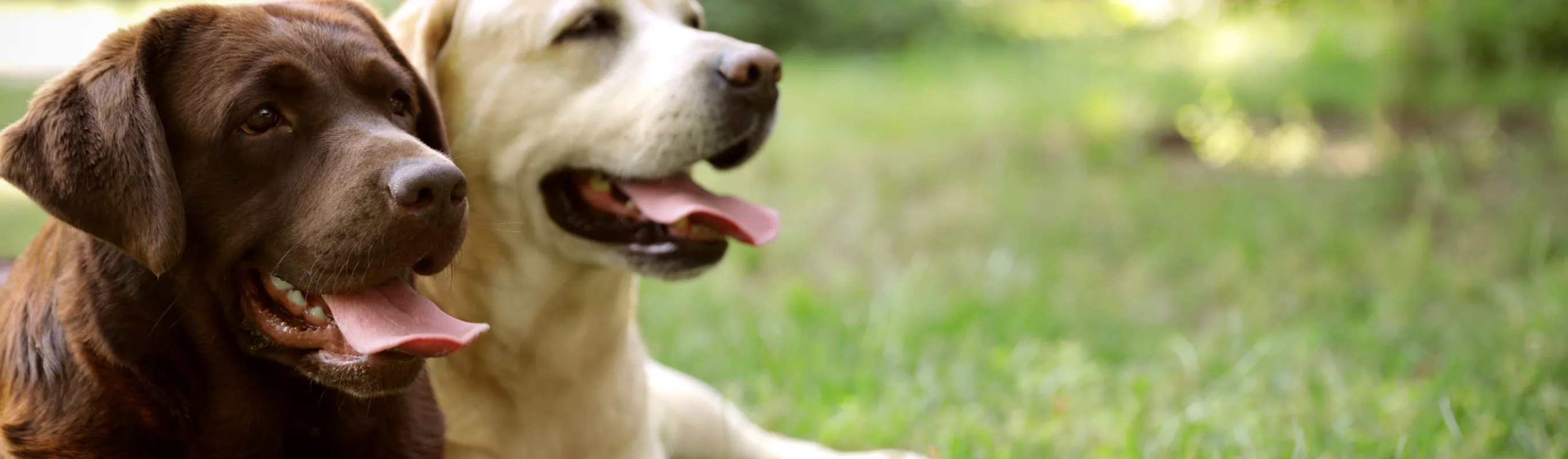 two labs sitting next to each other on the grass